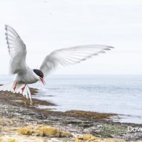 Arctic Tern in Flight