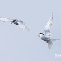 Arctic Terns Aerial Display