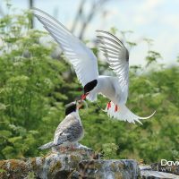 Adult Tern Feeding a Juvenile