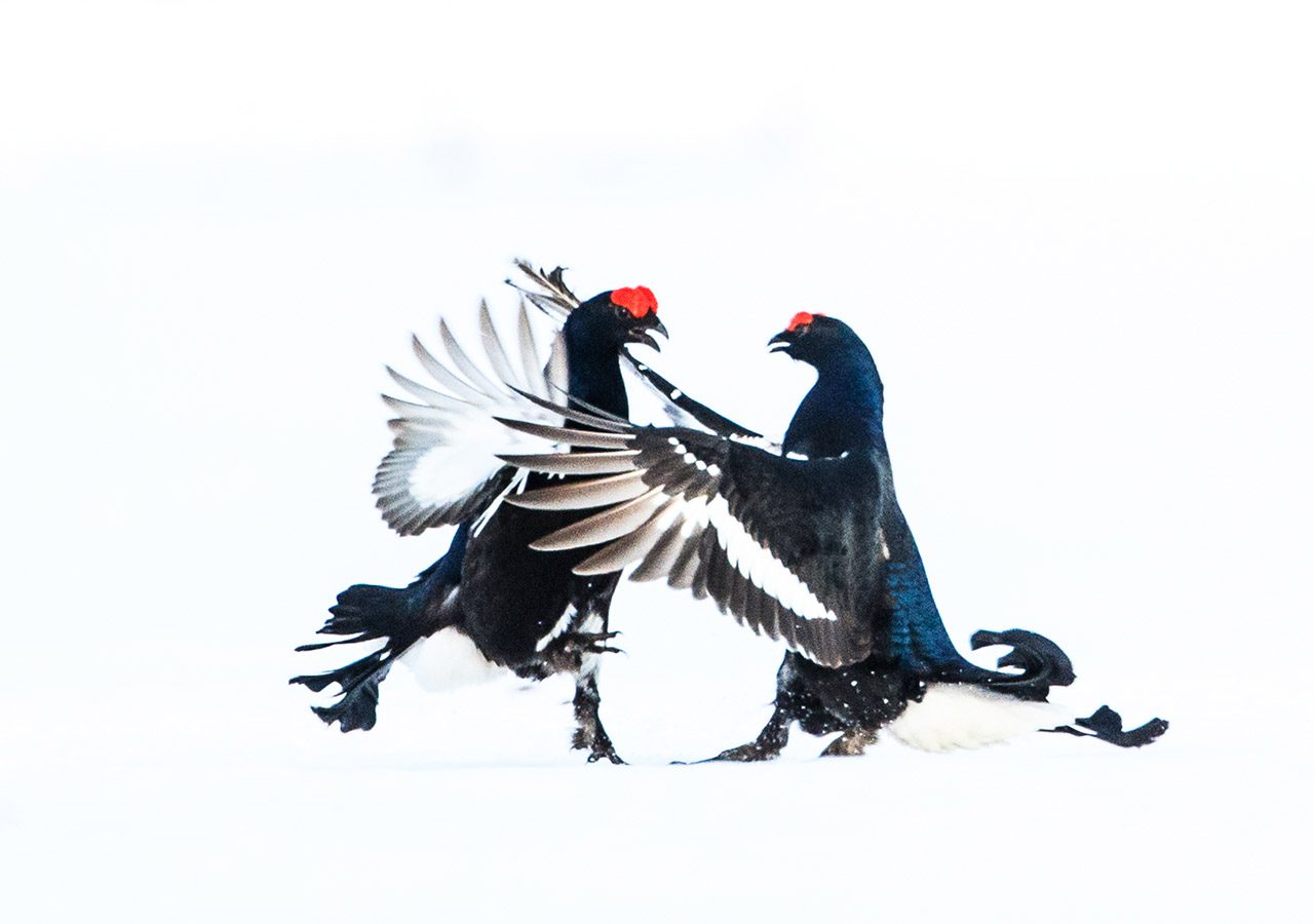 Black Grouse Fighting (prt 2)