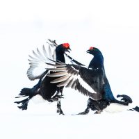 Black Grouse Fighting (prt 2)