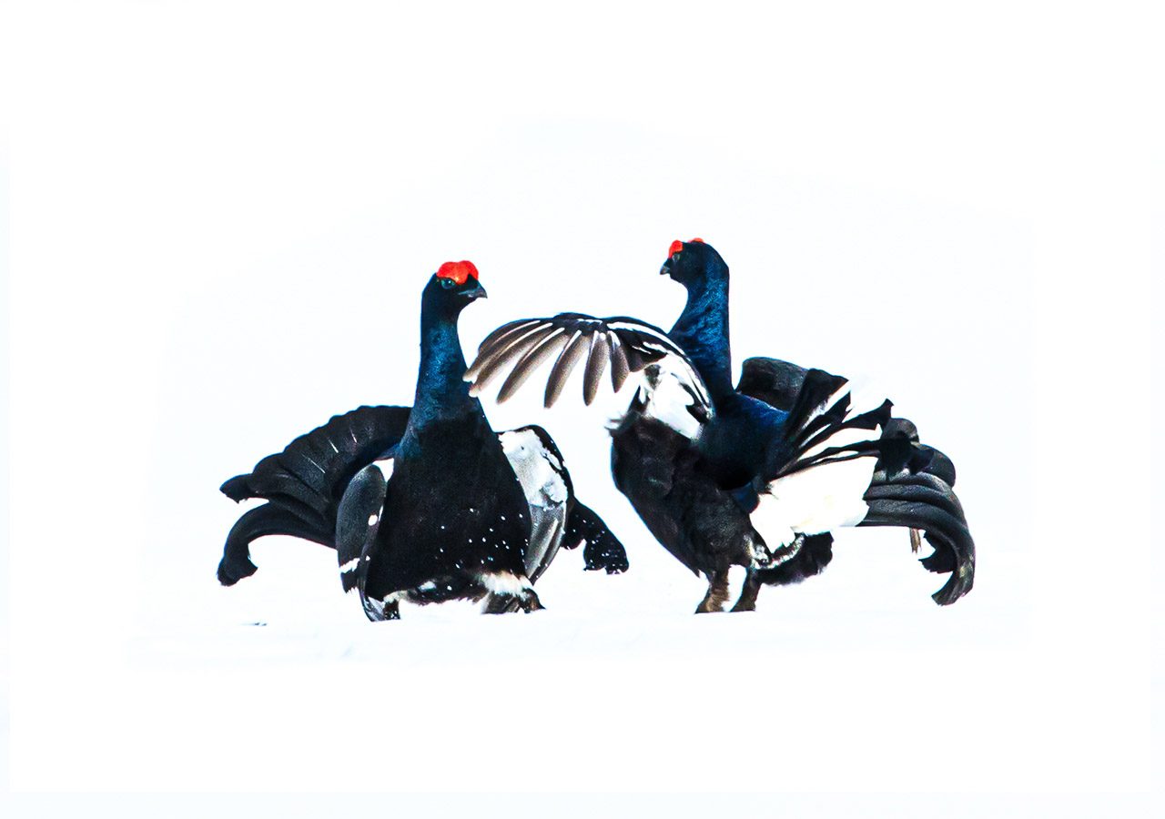 Black Grouse Fighting (prt 3)