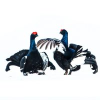 Black Grouse Fighting (prt 3)