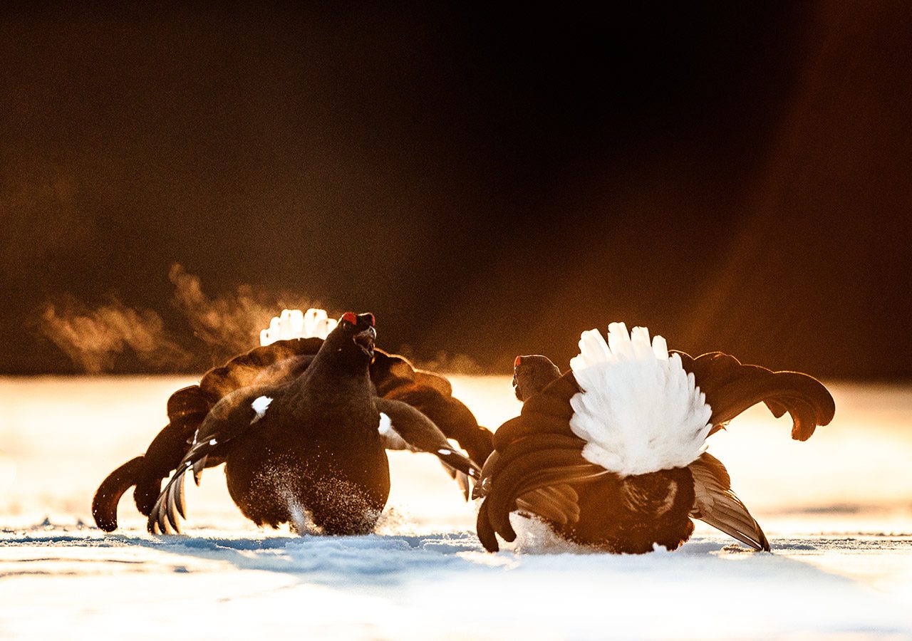 Fighting in the Evening Light