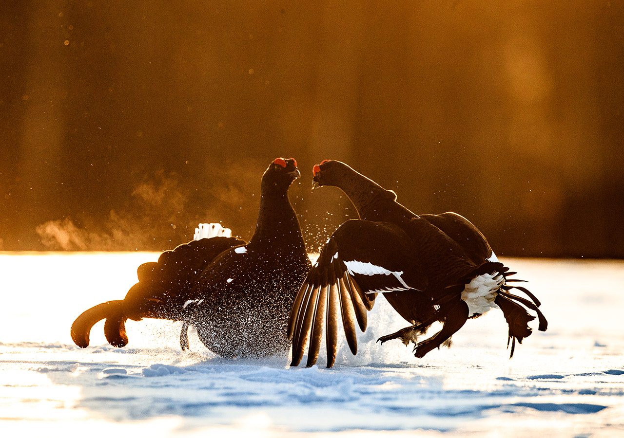 Black grouse Fighting in the Late Evening Light