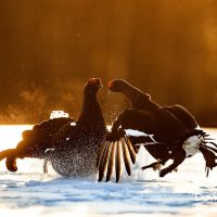 Black grouse Fighting in the Late Evening Light