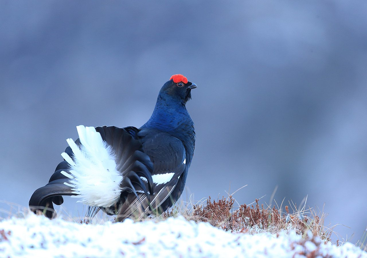 Black Grouse on a Hillside