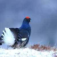 Black Grouse on a Hillside