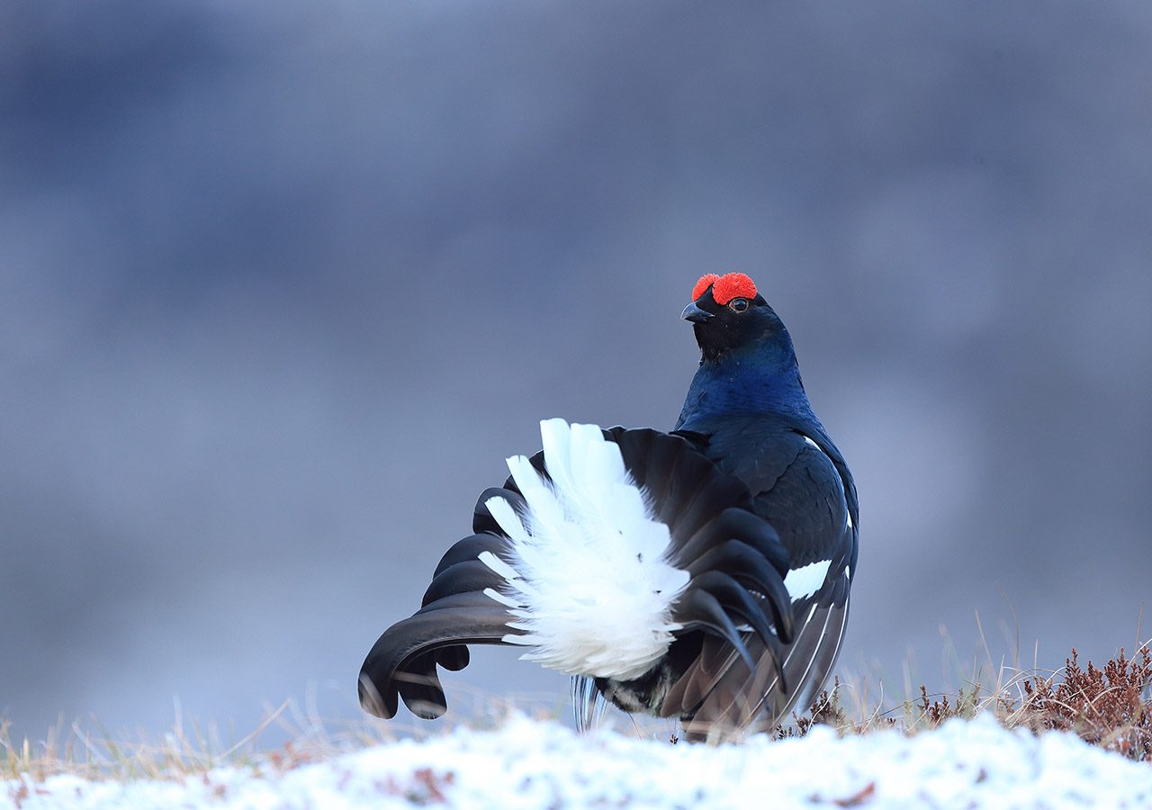 Black Grouse in the Snow