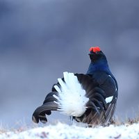 Black Grouse in the Snow