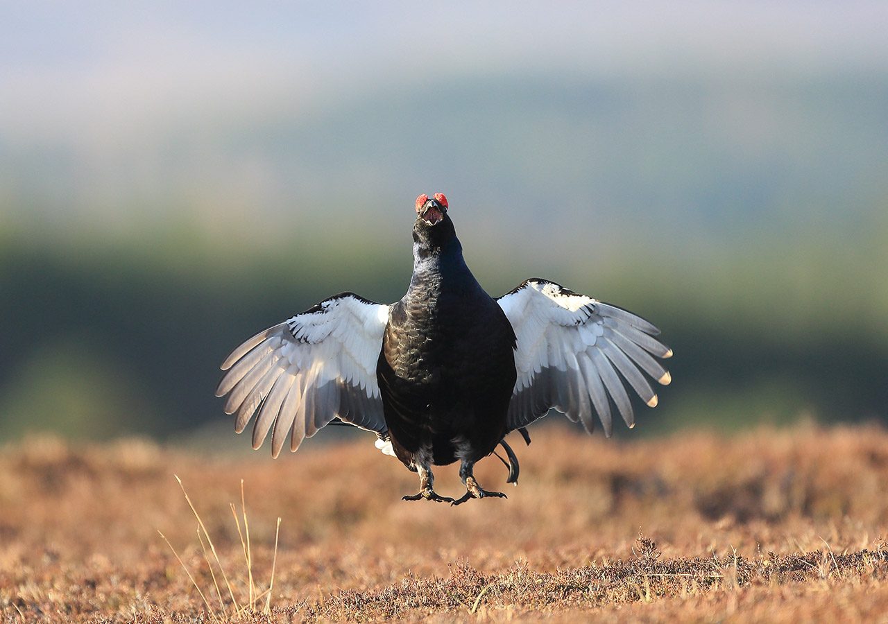 Black Grouse Displaying