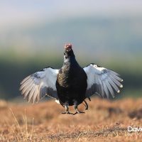 Black Grouse Displaying