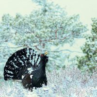 Capercaillie Calling in the Snow