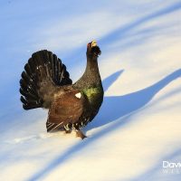 Capercaillie in the Evening Sunshine