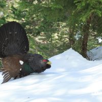 Male Capercaillie Displaying