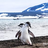 Chinstrap Penguins Walking in the Beach