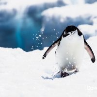 Chinstrap Penguin Walking in the Snow