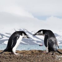 Chinstrap Penguins