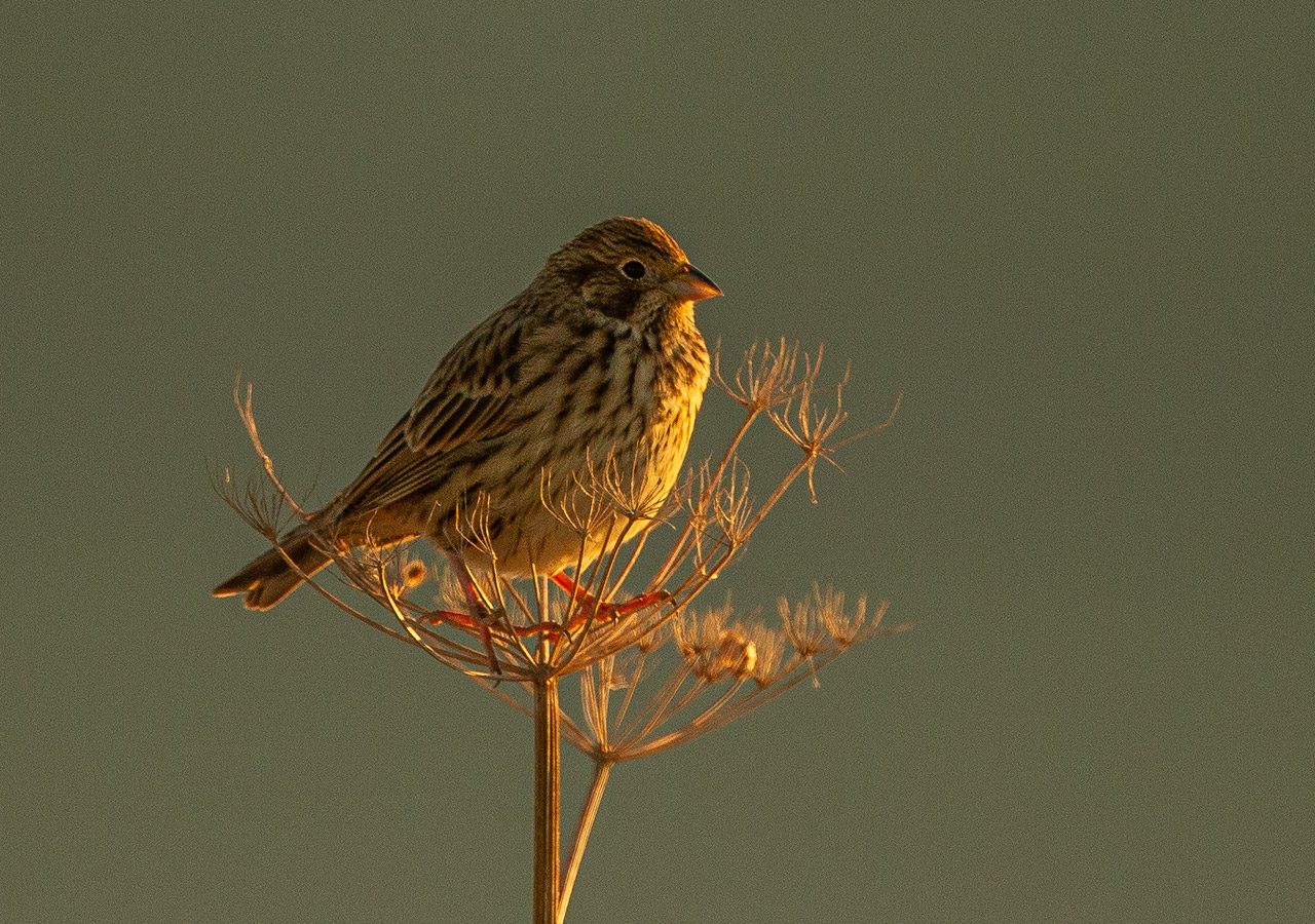 Corn Bunting in the Evening Light