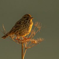 Corn Bunting in the Evening Light