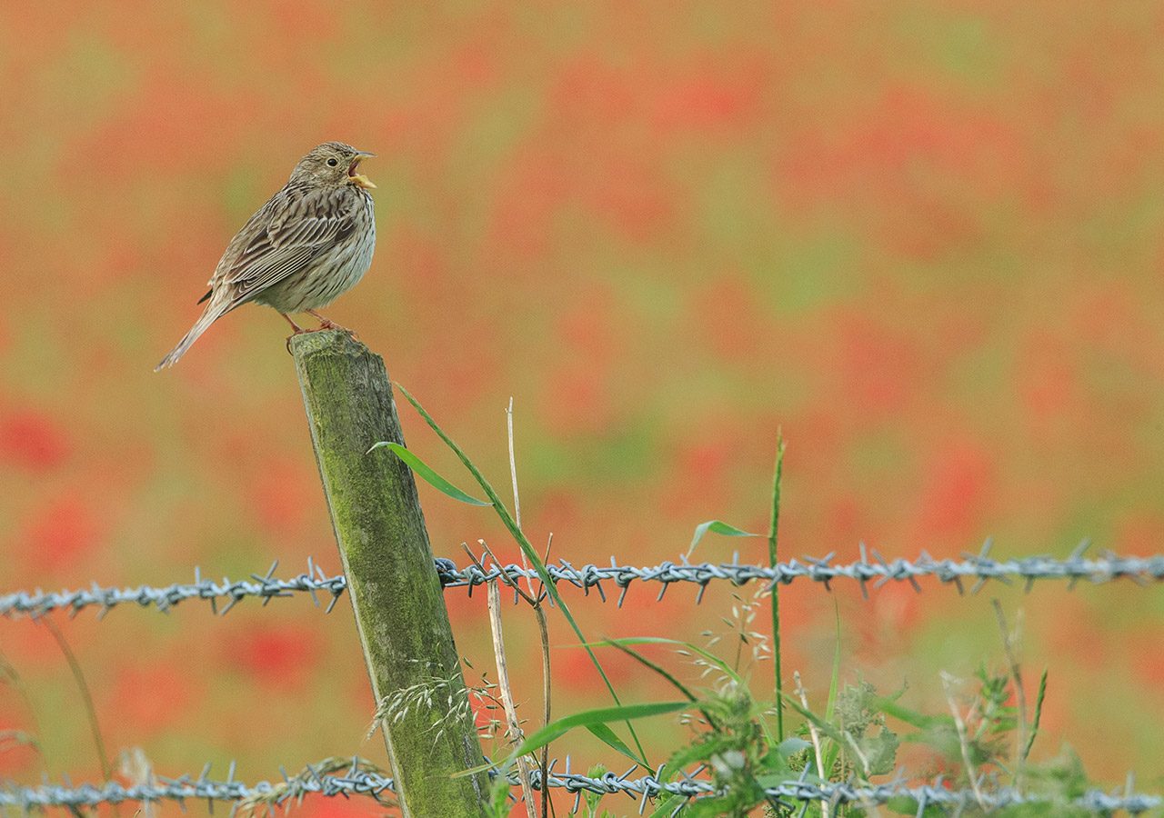 Corn Bunting Singing