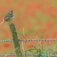 Corn Bunting Singing