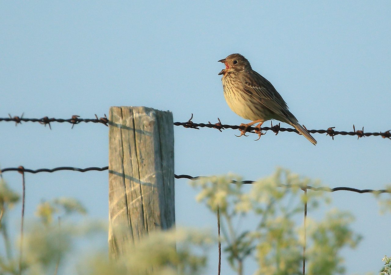 Corn Bunting Singing on a Fence