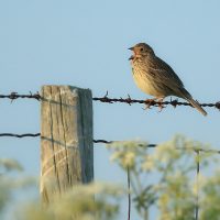 Corn Bunting Singing on a Fence