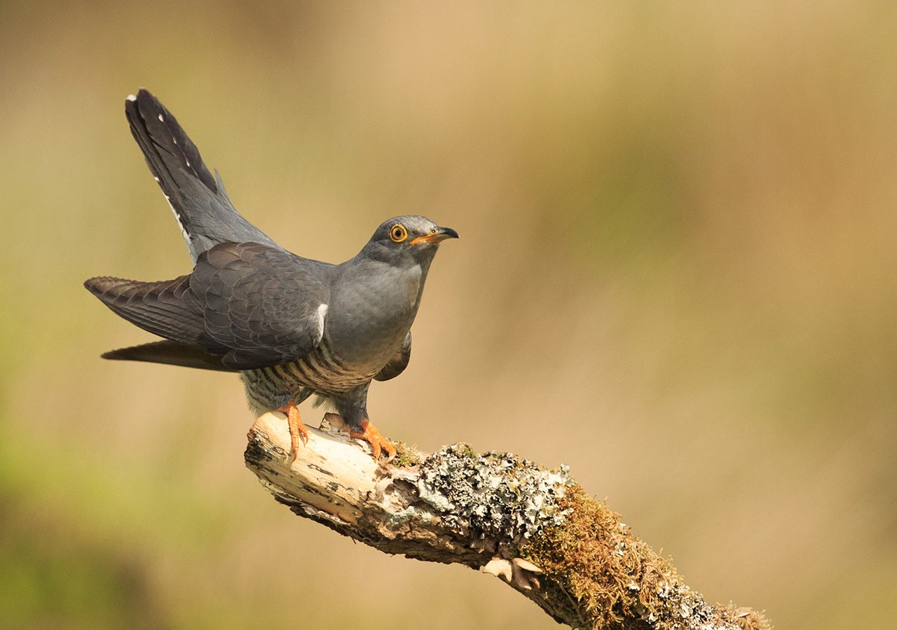 Cuckoo on a Branch