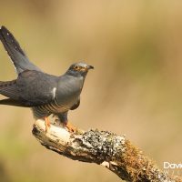 Cuckoo on a Branch