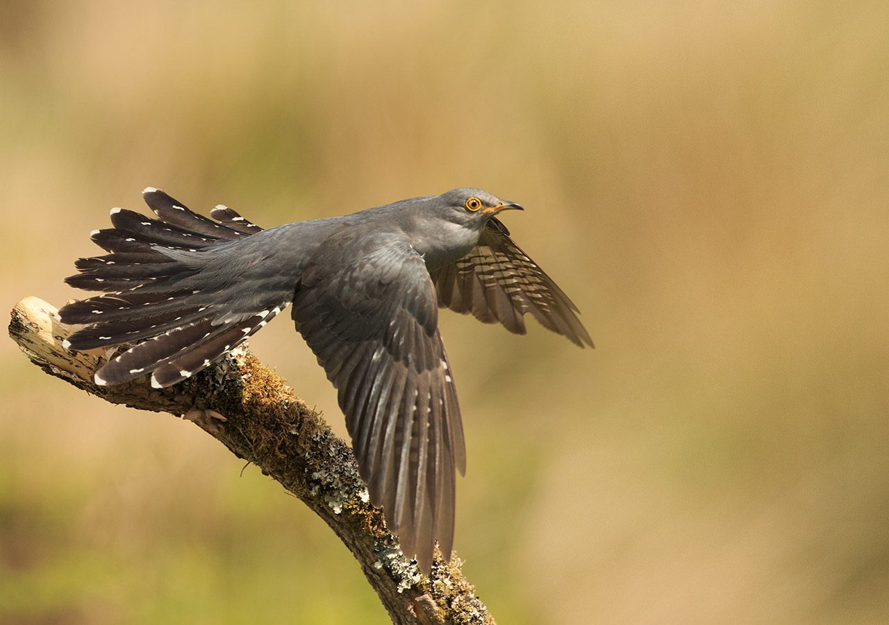 Cuckoo in Flight