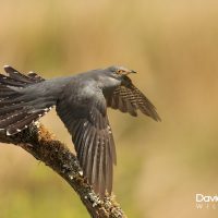 Cuckoo in Flight