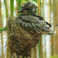 Young Cuckoo in Reed Warblers Nest