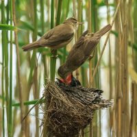 Young Cuckoo with Reed Warbler Parents