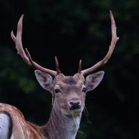 Fallow Deer Stag Portrait