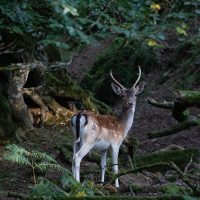 Fallow Deer Buck