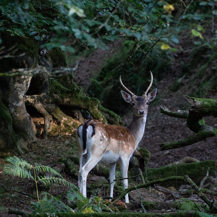 Fallow Deer Buck