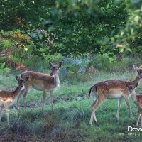 Fallow Deer in the Woods