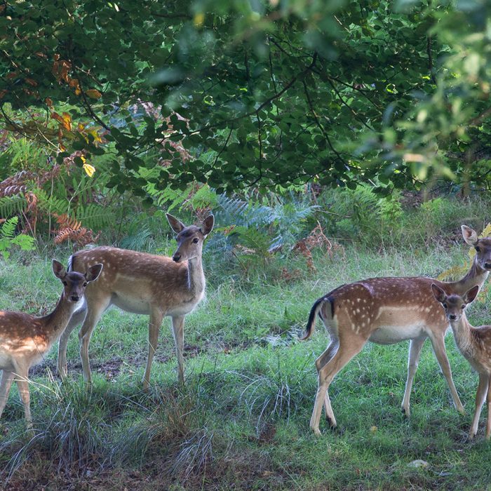 Fallow Deer in the Woods