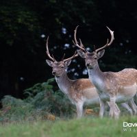 Fallow Deer Stags