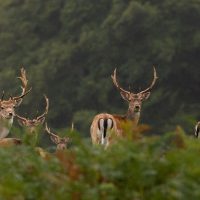 Fallow Deer Stags in the Woods