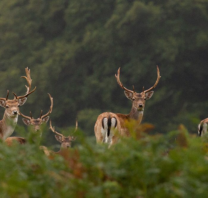 Fallow Deer Stags in the Woods