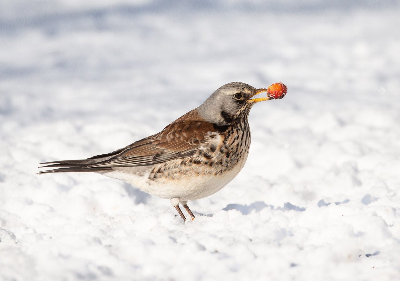 Fieldfare in the Snow