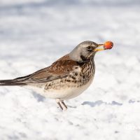 Fieldfare in the Snow