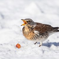 Fieldfare Eating a Berry