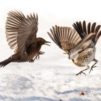 Fieldfare Fighting with a Blackbird