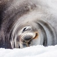 Antarctic Fur Seal Sleeping