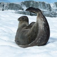 Antarctic Fur Seal on the Beach