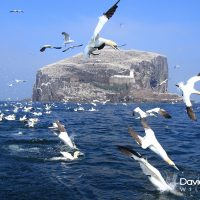 Bass Rock