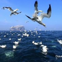 Diving Gannets